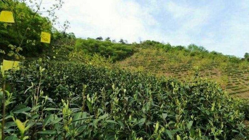 河南农业种植基地承包报价：成本与效益的平衡之道